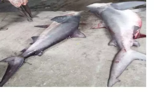 மீனவர்கள் வலையில் சிக்கிய 500 கிலோ எடையுள்ள 2 சுறா மீன்கள் மீனவர்கள் வலையில் சிக்கிய 500 கிலோ எடையுள்ள 2 சுறா மீன்கள்