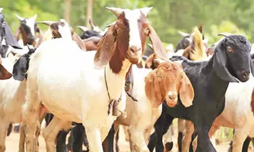 பக்ரீத் பண்டிகையையொட்டி ஆடுகள் விற்பனை பக்ரீத் பண்டிகையையொட்டி ஆடுகள் விற்பனை