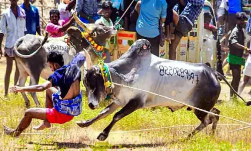 மஞ்சுவிரட்டில் சீறிப்பாய்ந்த காளைகள்; மடக்கிய காளையர்கள்