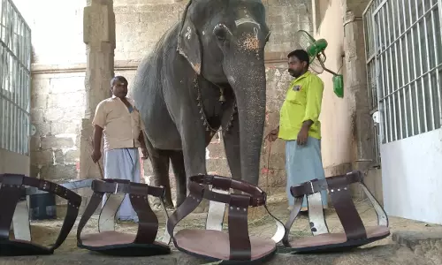 நெல்லையப்பர்-காந்திமதி அம்மன் திருக்கோவில் யானைக்கு தயாரான பிரத்யேக காலணி...!
