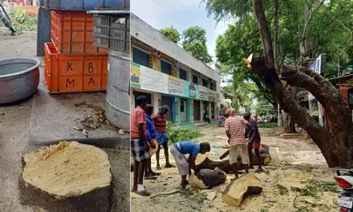 தேனியில் அனுமதியின்றி வேரோடு வெட்டி வீழ்த்தப்பட்ட மரங்கள்