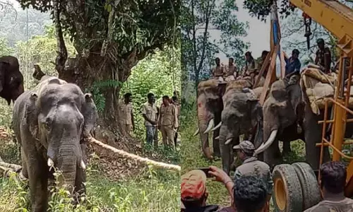 ஹாசனில் தொடர் அட்டகாசம் செய்து வந்த மேலும் ஒரு காட்டு யானை பிடிபட்டது ஹாசனில் தொடர் அட்டகாசம் செய்து வந்த மேலும் ஒரு காட்டு யானை பிடிபட்டது