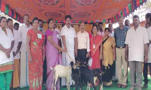 செம்மறி ஆடுகள் வழங்கும் நிகழ்ச்சி