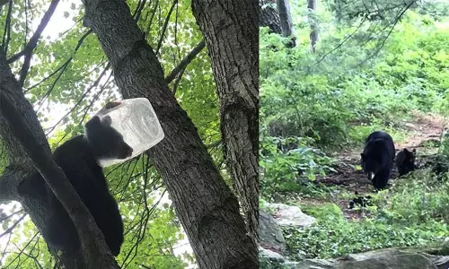 பிளாஸ்டிக் ஜாடிக்குள் தலையை விட்டு மாட்டிக்கொண்டு தவித்த கரடிக்குட்டி; பத்திரமாக மீட்ட வனத்துறையினர்! பிளாஸ்டிக் ஜாடிக்குள் தலையை விட்டு மாட்டிக்கொண்டு தவித்த கரடிக்குட்டி; பத்திரமாக மீட்ட வனத்துறையினர்!