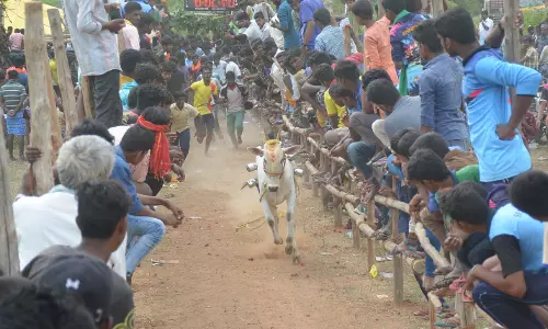 கே.திப்பனப்பள்ளியில் கன்றுவிடும் விழா