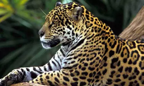 சிறுத்தைப்புலியை பிடிக்க கூண்டு வைப்பு