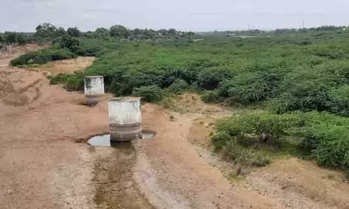 கரூர் அமராவதி ஆற்றில் புதர்மண்டி கிடக்கும் கருவேல  மரங்கள்