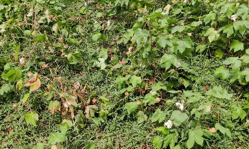 மழையால் பருத்தி செடிகள் பாதிப்பு மழையால் பருத்தி செடிகள் பாதிப்பு