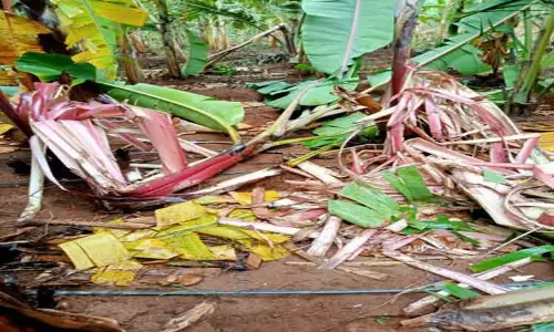தோட்டத்துக்குள் புகுந்து யானைகள் அட்டகாசம்; வாழை- தென்னை சேதம் தோட்டத்துக்குள் புகுந்து யானைகள் அட்டகாசம்; வாழை- தென்னை சேதம்