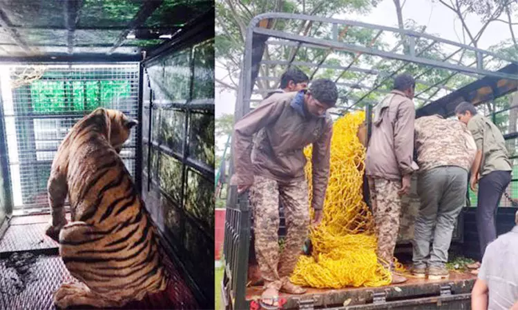குண்டலுபேட்டை அருகே விவசாயிகளை தாக்கிய புலி பிடிபட்டது குண்டலுபேட்டை அருகே விவசாயிகளை தாக்கிய புலி பிடிபட்டது