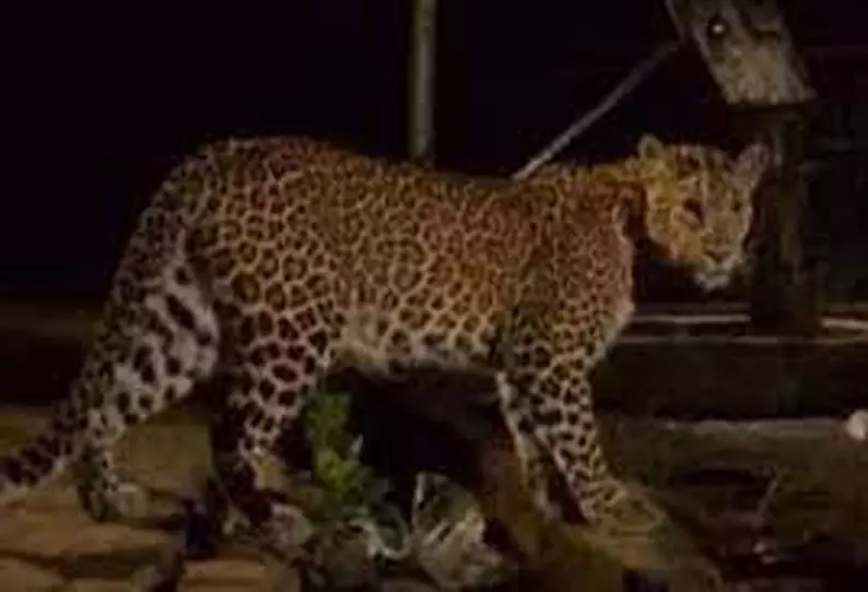 ஆரேகாலனியில் குடியிருப்பு கட்டிடத்திற்குள் புகுந்த சிறுத்தைப்புலியால் பரபரப்பு