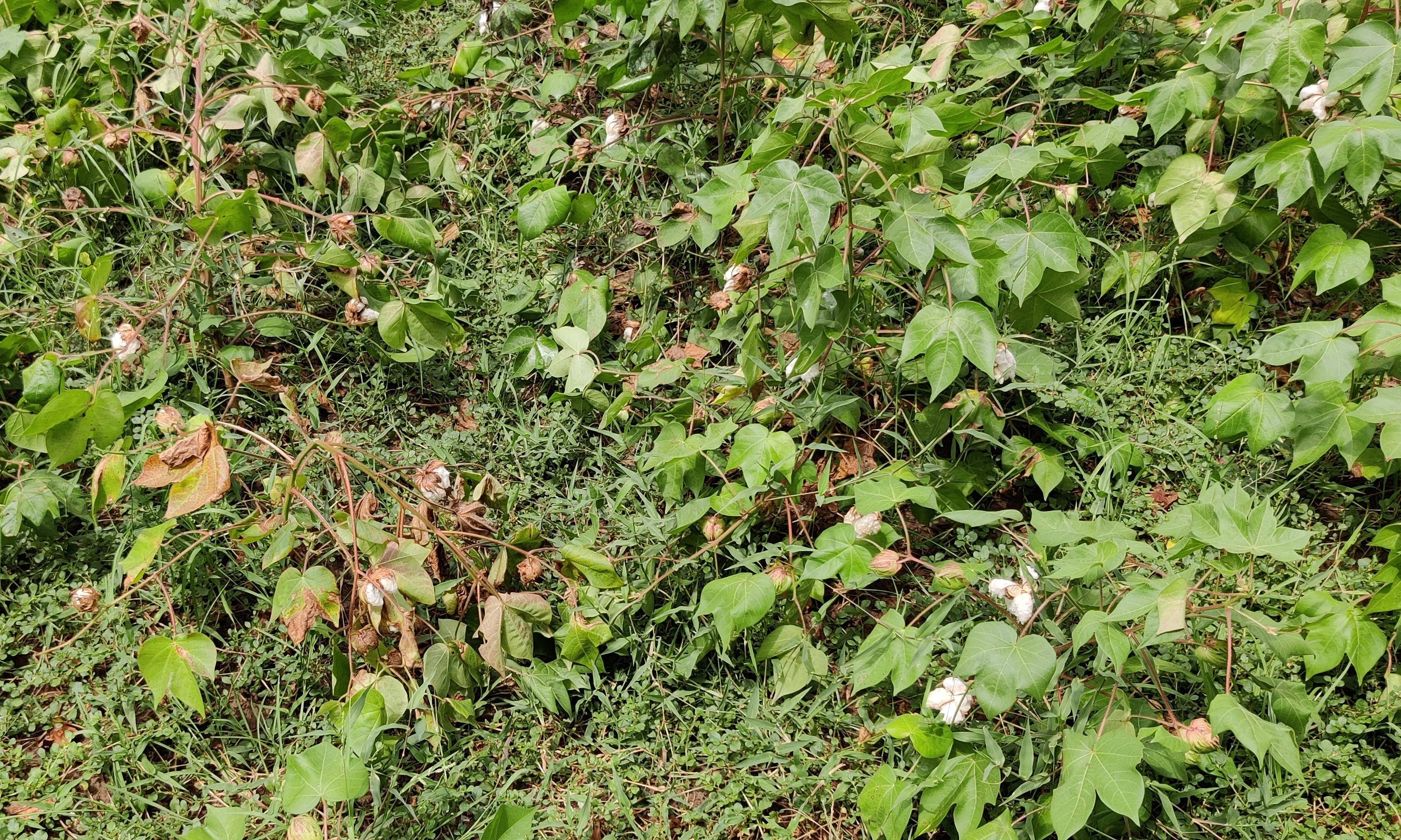 மழையால் பருத்தி செடிகள் பாதிப்பு