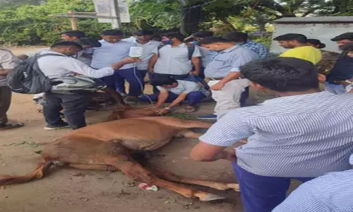 சாலை விபத்தில் குதிரை படுகாயம்