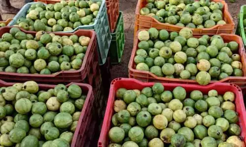 பாலமேடு பகுதியில் கொய்யா கிலோ ரூ.10-விளைச்சல் அதிகரித்தும் விலை சரிவு