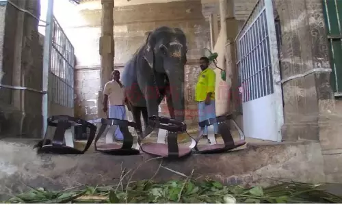 நெல்லையப்பர் கோவில் காந்திமதி யானையை வன அலுவலர் ஆய்வு