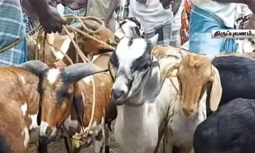 பக்ரீத் பண்டிகையை முன்னிட்டு திருப்புவனத்தில் களைகட்டிய ஆட்டுச்சந்தை பக்ரீத் பண்டிகையை முன்னிட்டு திருப்புவனத்தில் களைகட்டிய ஆட்டுச்சந்தை