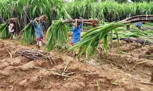 கரும்பு டன்னுக்கு ரூ.4 ஆயிரம் வழங்க வேண்டும் விவசாயிகள் மாநாட்டில் தீர்மானம்