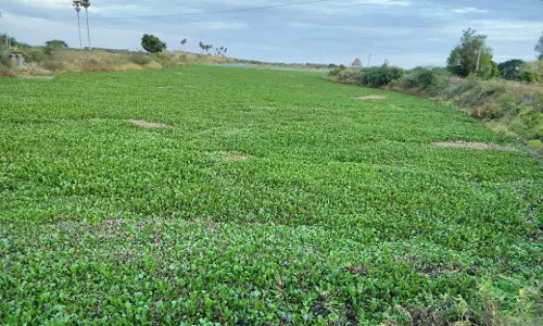 திருவாலி ஏரியில் ஆகாயத்தாமரை செடிகளை அகற்ற வேண்டும் திருவாலி ஏரியில் ஆகாயத்தாமரை செடிகளை அகற்ற வேண்டும்