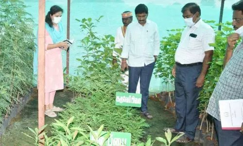 மகளிர் குழு உருவாக்கிய பண்ணை தோட்டம்