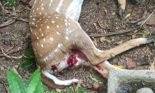 நாய்கள் கடித்து மான் சாவு நாய்கள் கடித்து மான் சாவு