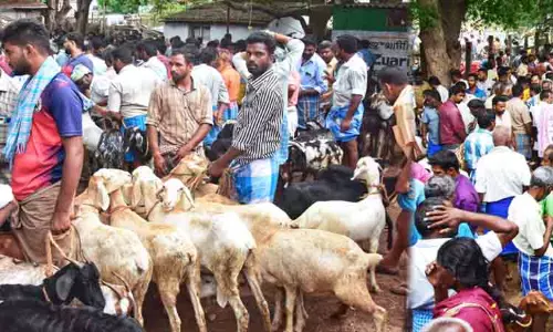 களைகட்டிய வாடிப்பட்டி ஆட்டுச்சந்தை