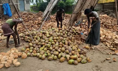 உற்பத்தி அதிகரிப்பால் தேங்காய் விலை வீழ்ச்சி உற்பத்தி அதிகரிப்பால் தேங்காய் விலை வீழ்ச்சி