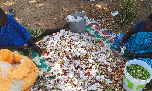 பருத்தி விலை குறைந்ததால் விவசாயிகள் ஏமாற்றம்