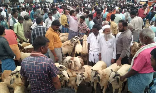 பக்ரீத் பண்டிகையை முன்னிட்டு அய்யலூர் வாரச்சந்தையில் 5 மணி நேரத்தில் ரூ.2 கோடிக்கு ஆடுகள் விற்பைனை...! பக்ரீத் பண்டிகையை முன்னிட்டு அய்யலூர் வாரச்சந்தையில் 5 மணி நேரத்தில் ரூ.2 கோடிக்கு ஆடுகள் விற்பைனை...!