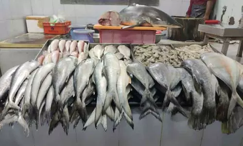 கோவையில் கடல் மீன் விலை உயர்வு