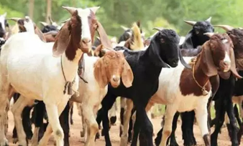 ரூ.50 லட்சத்துக்கு ஆடுகள் விற்பனை ரூ.50 லட்சத்துக்கு ஆடுகள் விற்பனை