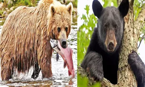 தனித்துவ குணம் கொண்ட கரடி தனித்துவ குணம் கொண்ட கரடி