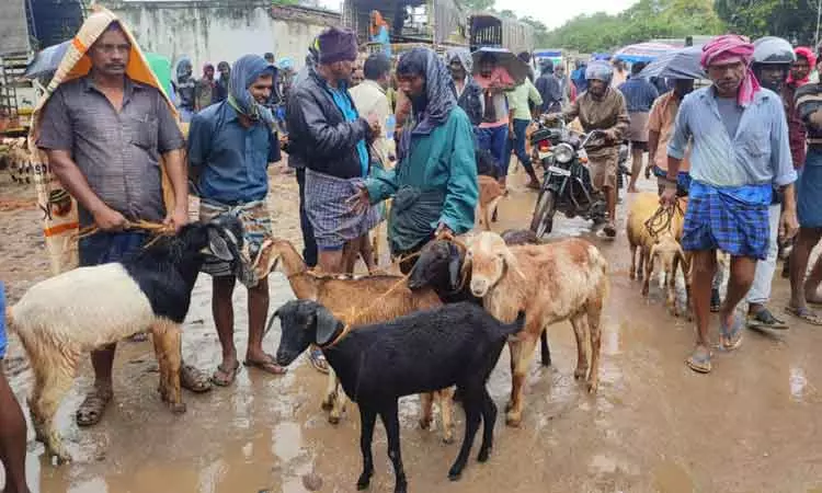 சந்தையில் ஆடுகள் விற்பனை மும்முரம்