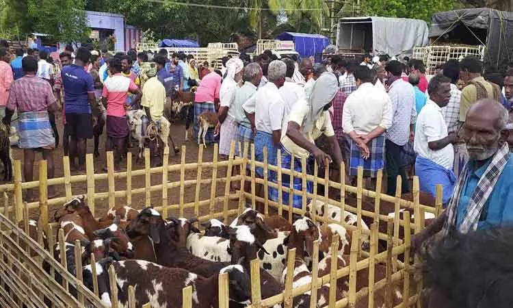 பாவூர்சத்திரம் சந்தையில் ஆடுகள் விற்பனை மும்முரம்