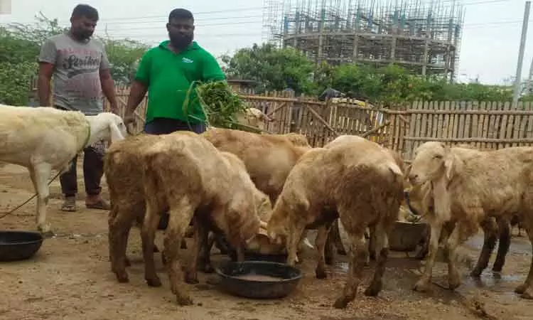 ஆடுகள் விற்பனை களைகட்டியது