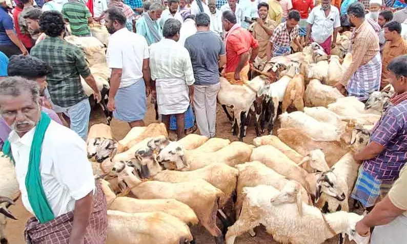 அய்யலூர் சந்தையில் ரூ.2 கோடிக்கு ஆடுகள் விற்பனை