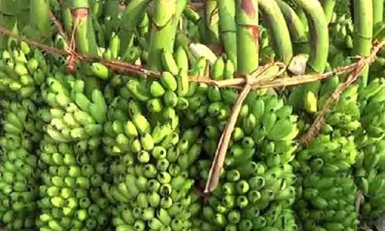 வரத்து குறைவால் வாழைத்தார் விலை உயர்வு