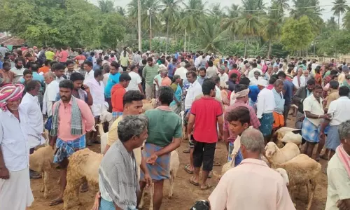 மோர்பாளையம் சந்தையில் ரூ.2 கோடிக்கு ஆடுகள் விற்பனை...! மோர்பாளையம் சந்தையில் ரூ.2 கோடிக்கு ஆடுகள் விற்பனை...!