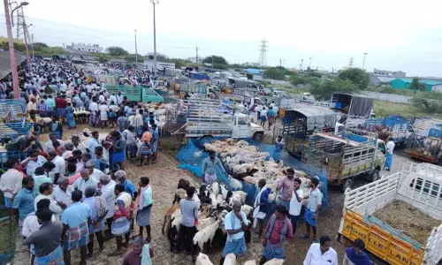 வேப்பூர் சந்தையில் ரூ.7 கோடிக்கு ஆடுகள் விற்பனை - வியாபாரிகள் மகிழ்ச்சி...! வேப்பூர் சந்தையில் ரூ.7 கோடிக்கு ஆடுகள் விற்பனை - வியாபாரிகள் மகிழ்ச்சி...!