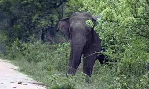நீலகிரியில் காட்டு யானை தாக்கி தேயிலை தோட்டத் தொழிலாளி பலி - மக்கள் அச்சம் நீலகிரியில் காட்டு யானை தாக்கி தேயிலை தோட்டத் தொழிலாளி பலி - மக்கள் அச்சம்