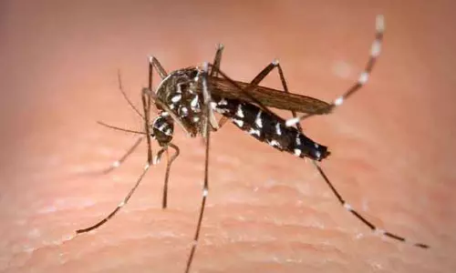 4 வயது சிறுமிக்கு டெங்கு காய்ச்சல்