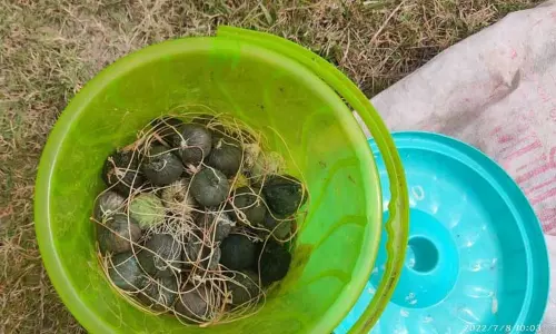 செஞ்சி அருகே  நாட்டு வெடி குண்டுகள் வெடித்து 4 நாய்கள் செத்தன கரும்பு வயலில் கிடந்த 30 நாட்டு வெடிகுண்டுகள் பறிமுதல்