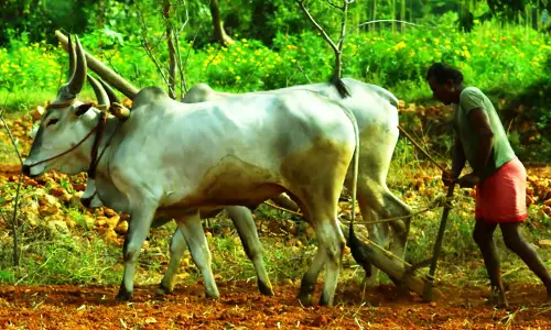 கலைஞர் வேளாண் வளர்ச்சி திட்டம்: விவசாயிகள் தரிசு நிலங்களை மேம்படுத்தி சாகுபடி செய்து பயன்பெறலாம் - வேளாண்மை இணை இயக்குனர் தகவல்