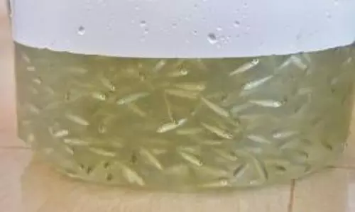 வைகை அணை பண்ணையில்  40 லட்சம் மீன்குஞ்சுகள் வளர்க்க இலக்கு