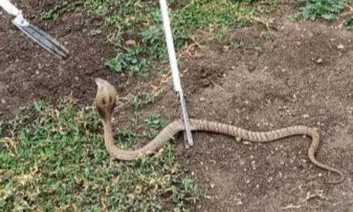 2 கடை, வீட்டில் பாம்புகள் புகுந்ததால் பரபரப்பு