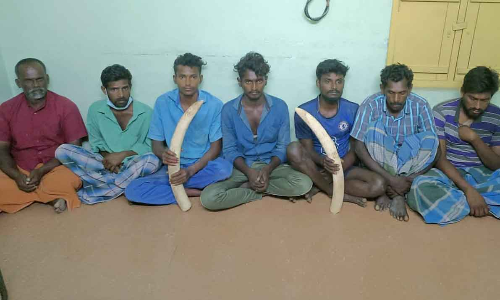 யானை தந்தத்தை விற்க முயன்ற 9 பேர் கைது