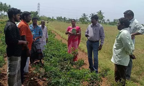 திண்டிவனம், மயிலம் பகுதிகளில் வேளாண், தோட்டக்கலை அதிகாரிகள் ஆய்வு திண்டிவனம், மயிலம் பகுதிகளில் வேளாண், தோட்டக்கலை அதிகாரிகள் ஆய்வு