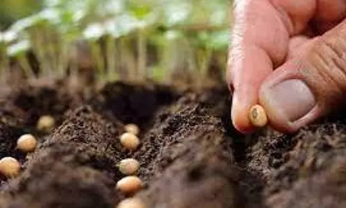 விவசாயிகளுக்கு முழு மானியத்துடன் விதைகள் வழங்கப்படும்