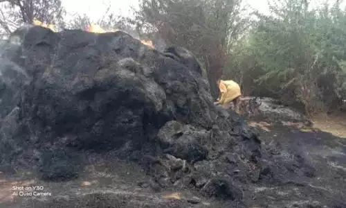 வைக்கோல் படப்பில் திடீர் தீ வைக்கோல் படப்பில் திடீர் தீ