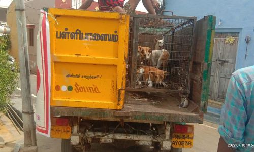 பள்ளிபாளையம் நகராட்சி பகுதியில்  தெருநாய்களை பிடித்து கருத்தடை செய்யும் பணி தொடக்கம்