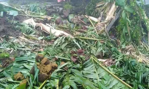 வாழை மரங்களை சேதப்படுத்திய காட்டு யானைகள் வாழை மரங்களை சேதப்படுத்திய காட்டு யானைகள்